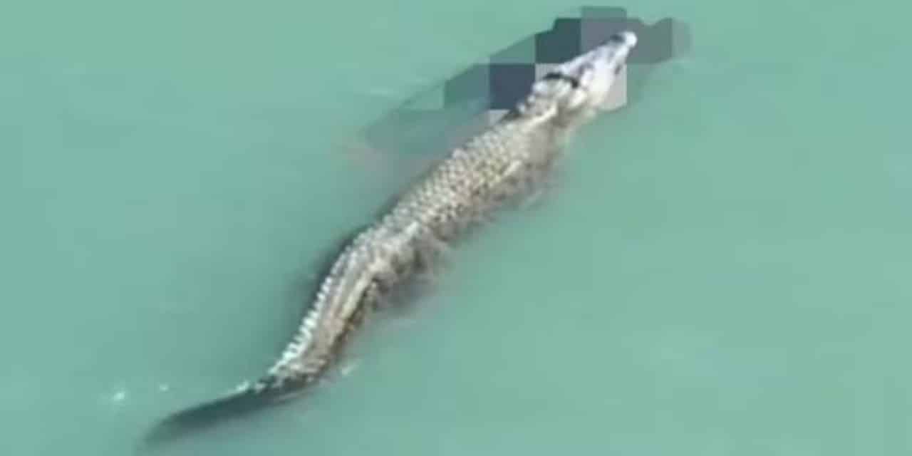Como um Filme de Terror na Praia: Crocodilo Ataca e Mata Nadador na Indonésia em Cena de Horror