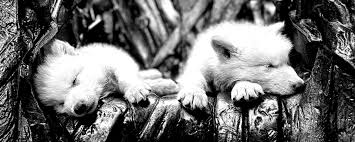 Renascimento Pré-Histórico: Cientistas Trazem Lobo Extinto de Volta à Vida