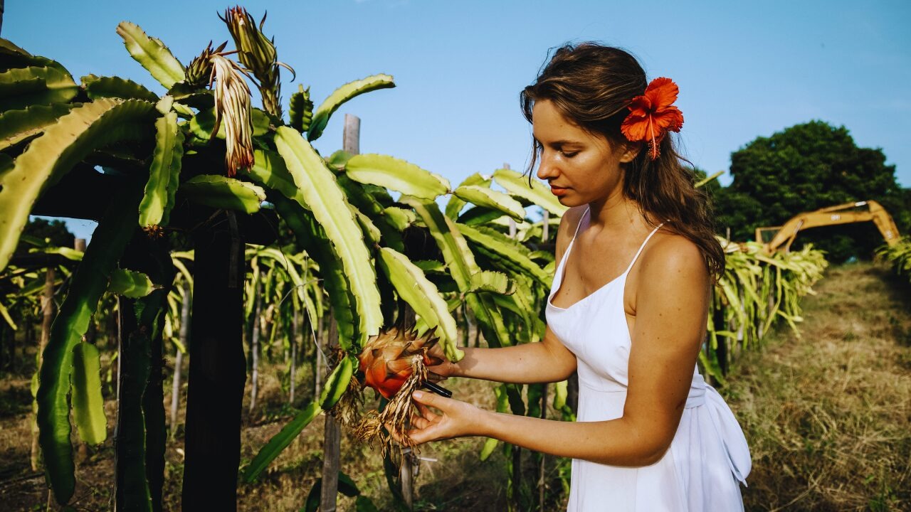 Pitaya: Fruta Exótica Impulsiona a Economia do Ceará com Produção Recorde