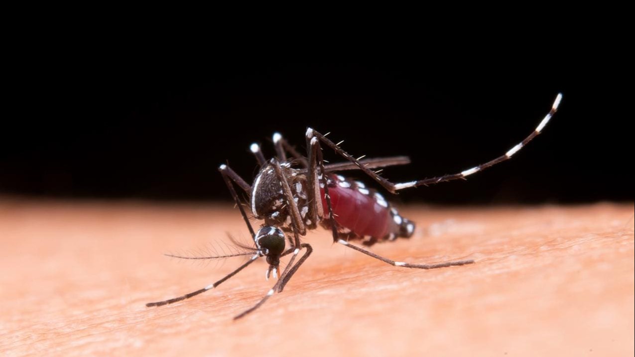 Anvisa Aprova Vacina Contra Chikungunya do Butantan: Imunizante Promete Proteção para Adultos
