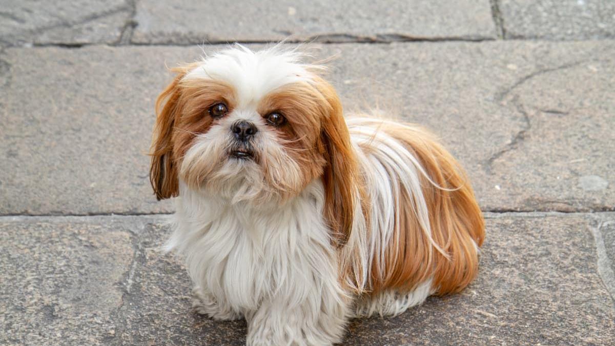 Justiça Garante a Moradora de Fortaleza o Direito de &quot;Patas no Chão&quot; para sua Cachorrinha em Condomínio
