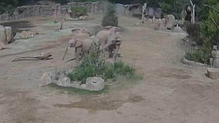 Instinto Protetor: Elefantes do Zoológico da Califórnia Formam &quot;Escudo&quot; em Meio ao Terremoto