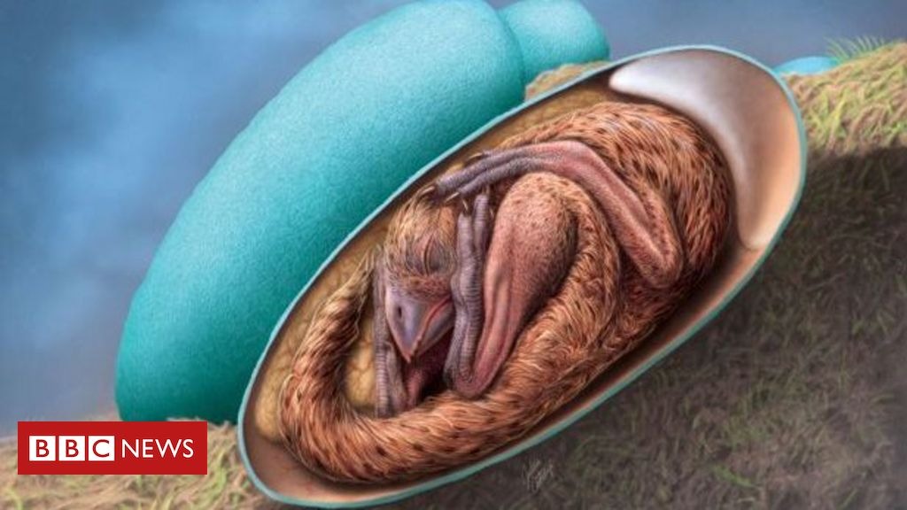 Mistério Jurássico Revelado: Embrião de Dinossauro &quot;Bebê Dragão&quot; Emerge de Ovo Fossilizado em Condição Imaculada