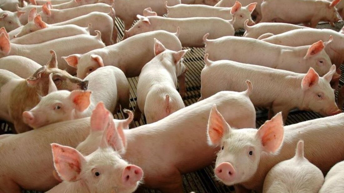 Paraná Abre Porteira para o Chile: Carne Suína Livre de Aftosa Conquista Mercado Internacional