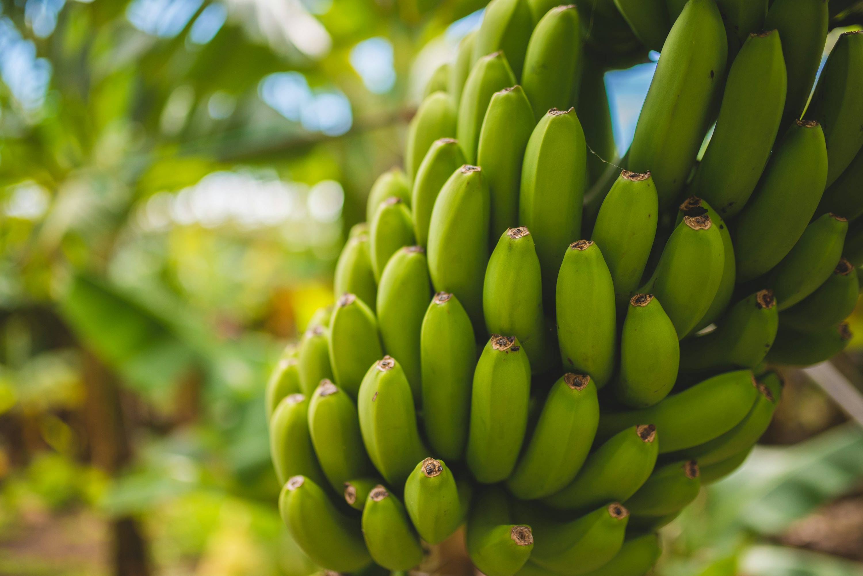 Consumo de banana verde ajuda a reduzir risco de colesterol e câncer