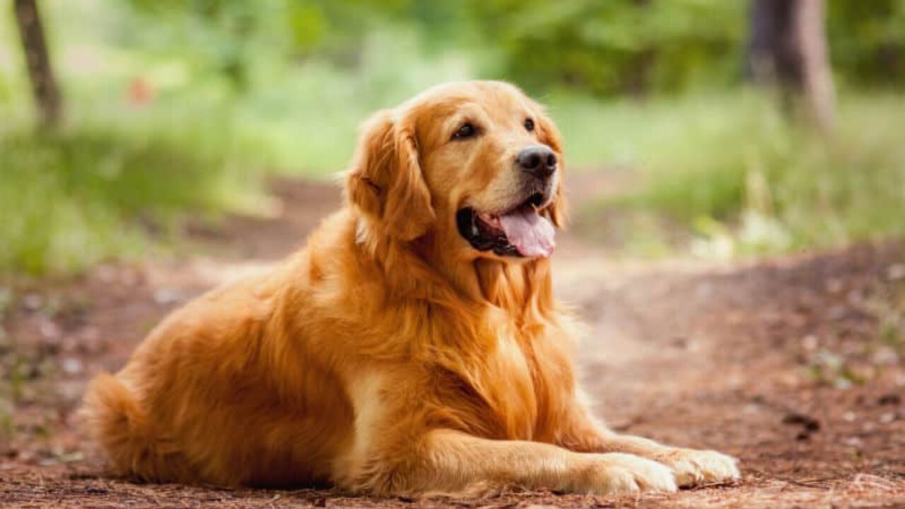 Lei Joca: Senado Aprova Novas Regras para Transporte Aéreo de Pets Após Tragédia