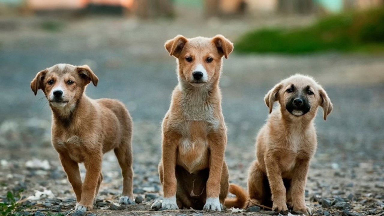 Abandono de Animais no CCZ Aumenta e Causa Sofrimento em Juazeiro do Norte