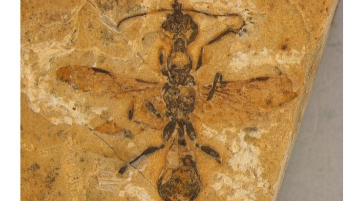 Tesouro Ancestral no Coração do Ceará: Descoberta a Formiga Mais Antiga do Mundo!
