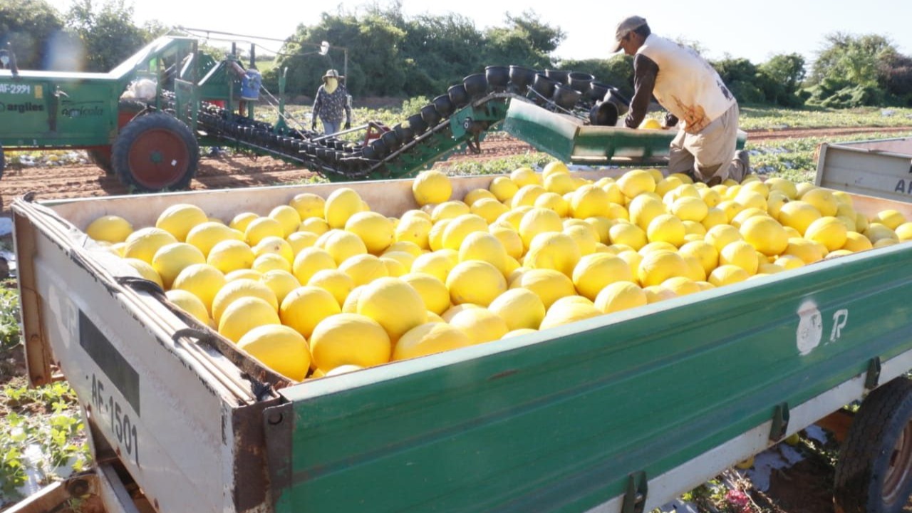 Ceará: porta de saída de 50% das frutas brasileiras, mas desafios à vista