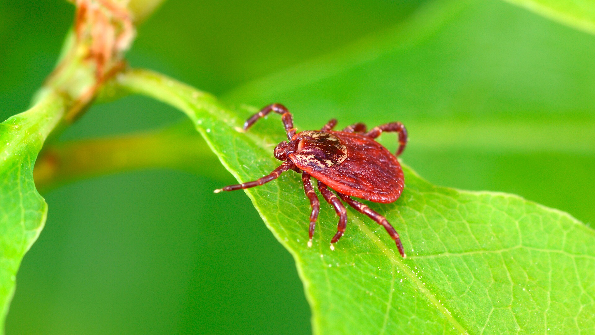 Cuidado: essa planta pode transformar seu jardim em um criadouro de carrapatos