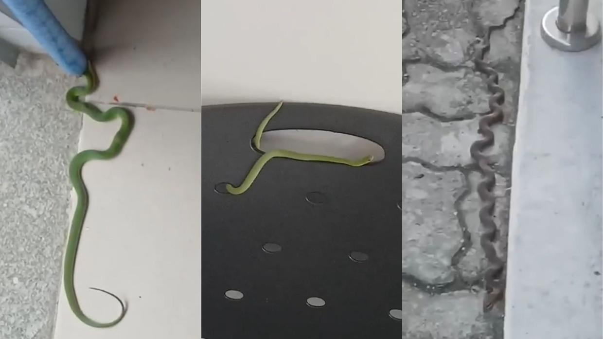 Cobras Invadem Fórum de Santa Quitéria, Aterrorizam Funcionários e Sindicato Clama por Segurança!