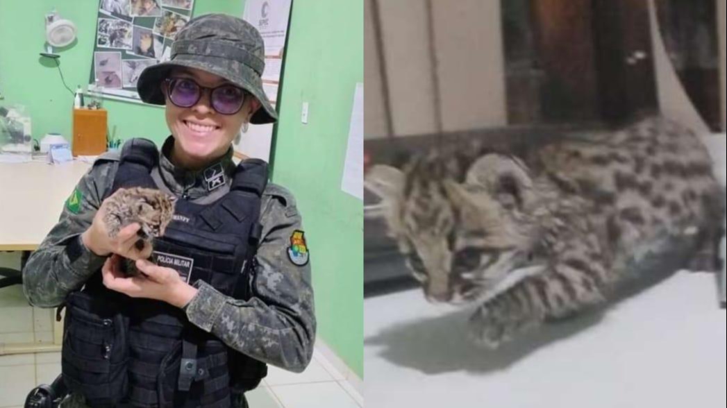 &quot;Jóia da Fauna Cearense a Salvo: Resgate Emocionante de Felino em Risco de Extinção!&quot;