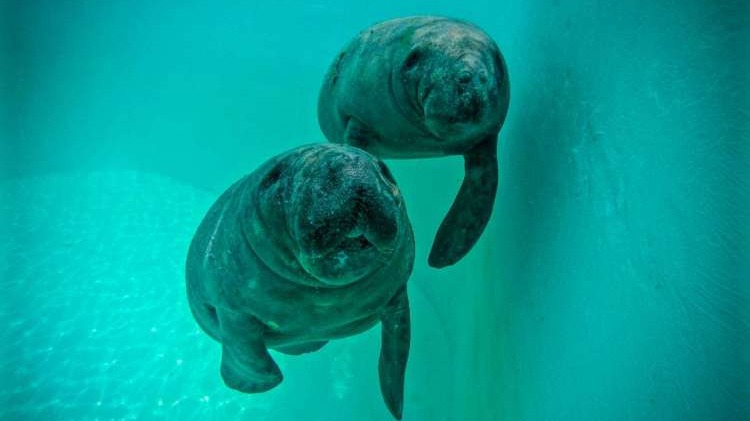 Visitantes Ilustres em Iracema: Peixes-Boi Aventureiros Dão Show na Praia!