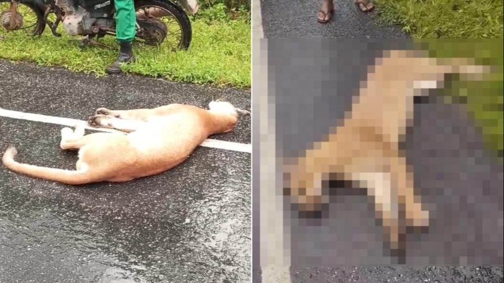Onça-Parda Encontrada Morta em Estrada e Boatos de Sopa Chocam a Região!