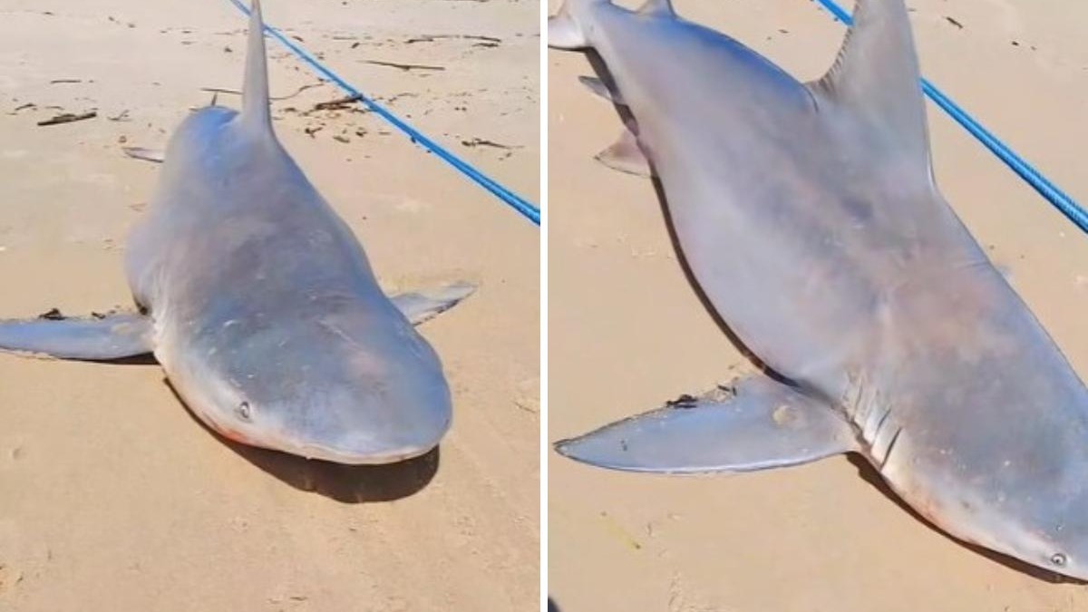 Pesca Repetida na Praia do Futuro: Mais um ubarão é Capturado por Pescadores em Plena Orla!