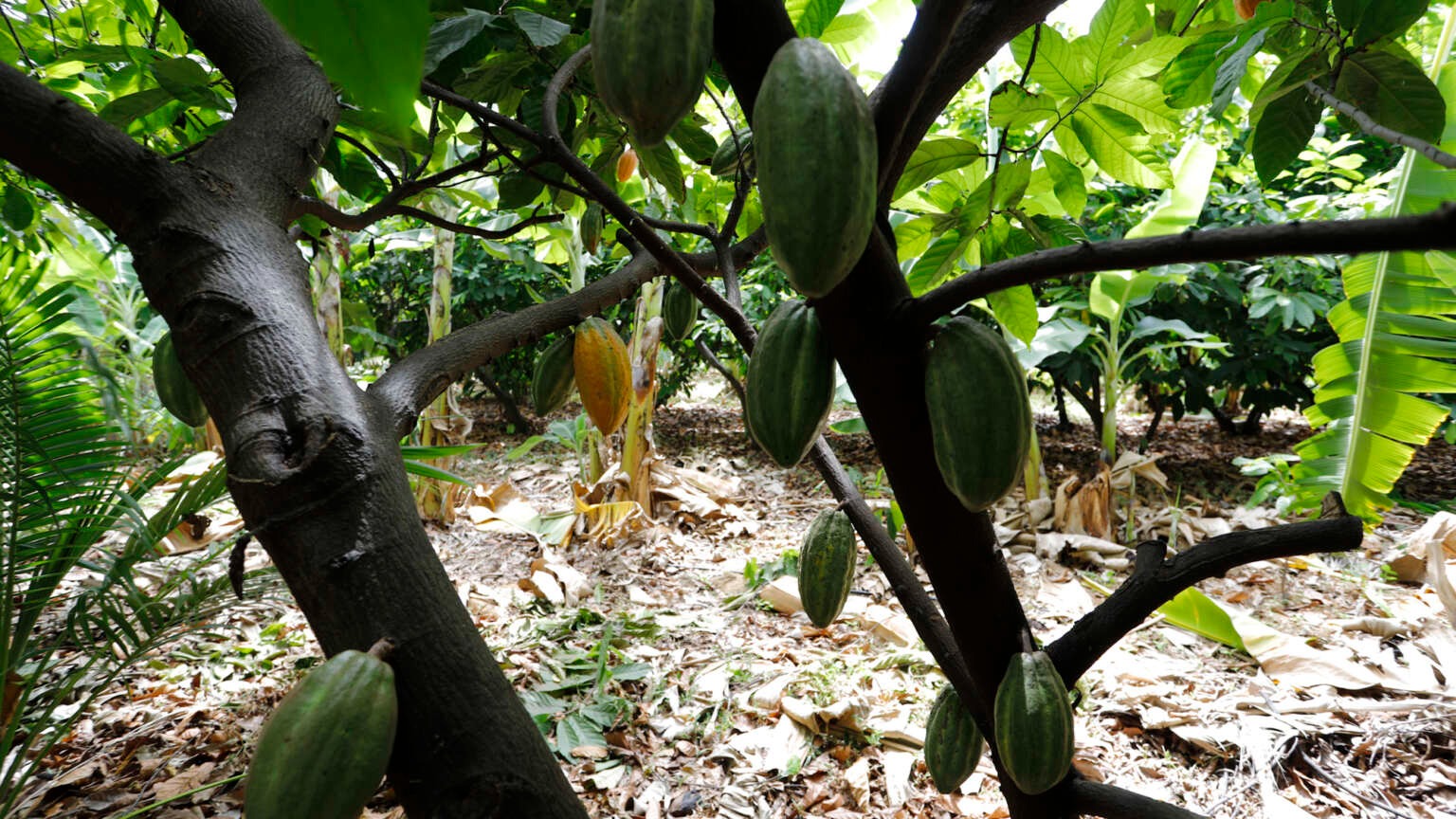 Ceará no Mapa do Chocolate Fino: Estado Aposta Alto na Produção de Cacau do Interior!