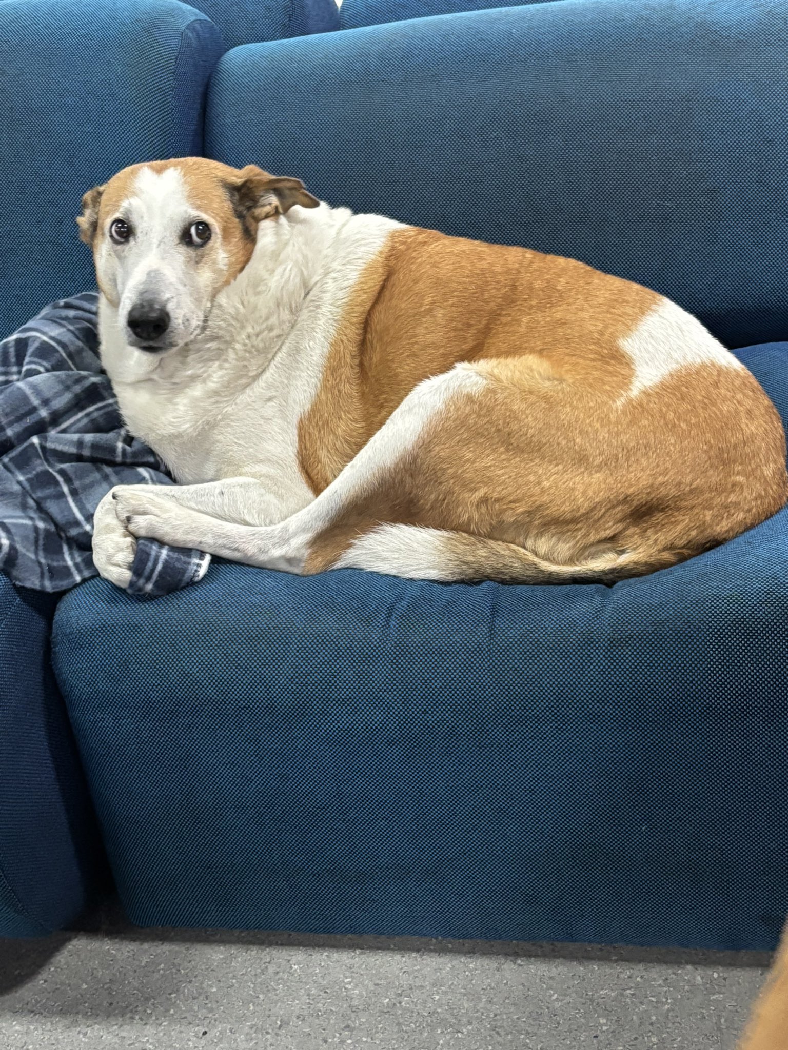 A Maior Celebridade Canina do Brasil: Conheça Silveira, o Pró-Reitor de Quatro Patas que Virou Febre Nacional!