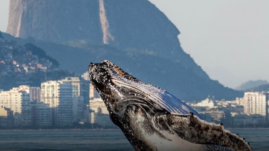 A Magia do Clique: Fotógrafo Humberto Baddini Captura Salto de Baleia em Sincronia Espetacular com o Pão de Açúcar!