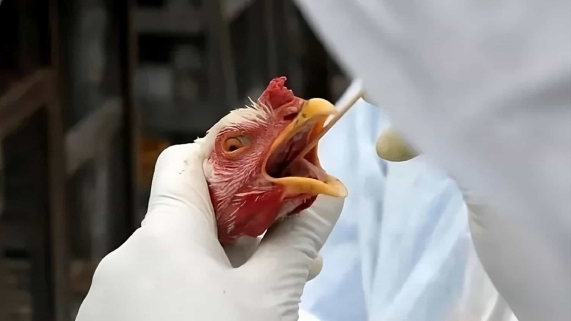 Alívio no Sertão: Caso Suspeito de Gripe Aviária no Ceará é Descartado!