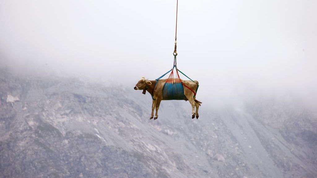 Vacas são retiradas de helicóptero de aldeia nos Alpes