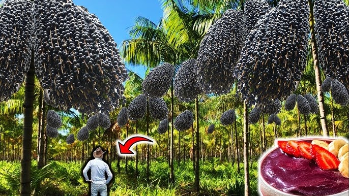 Do Pará para o Litoral Oeste: Como o açaí cearense está conquistando o Brasil e o mundo!