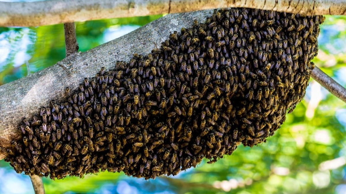Tragédia em Russas: Homem Morre Afogado ao Fugir de Ataque de Abelhas