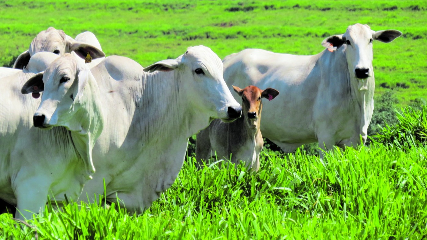 Revolução no agronegócio: Ceará implanta sistema high-tech na pecuária leiteira
