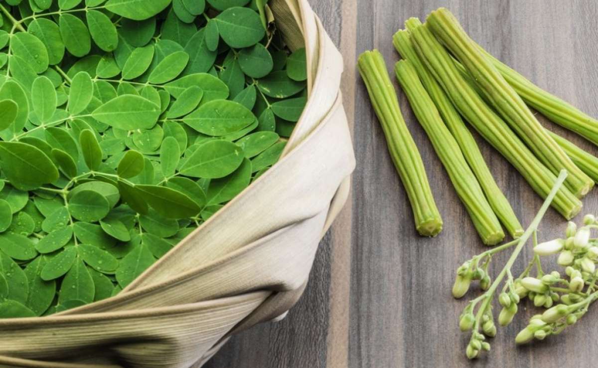 Moringa: A &quot;Árvore Milagrosa&quot; e Seus Benefícios para a Saúde (e para uma Barriga Mais Lisinha!)