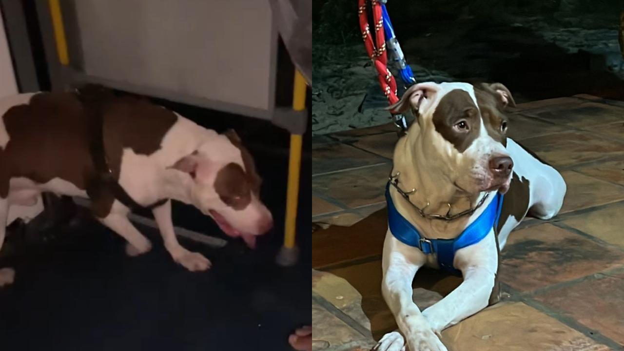 Aventura Urbana: Pitbull "Viajante" Assusta Passageiros de Ônibus e Reencontra Tutores