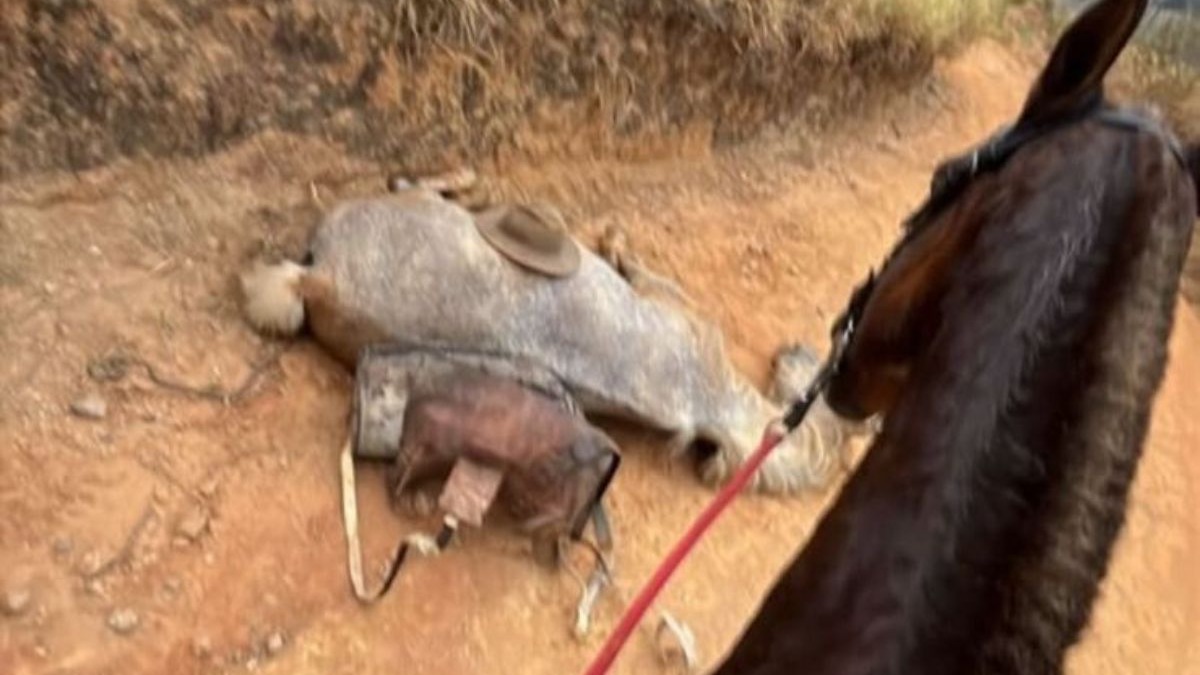 Mutilação de cavalo em São Paulo: o que se sabe do caso que chocou o país
