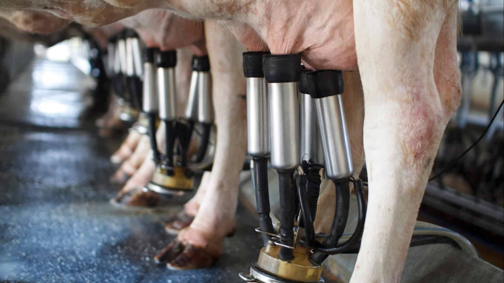 Preço do leite no Ceará pode subir 25%