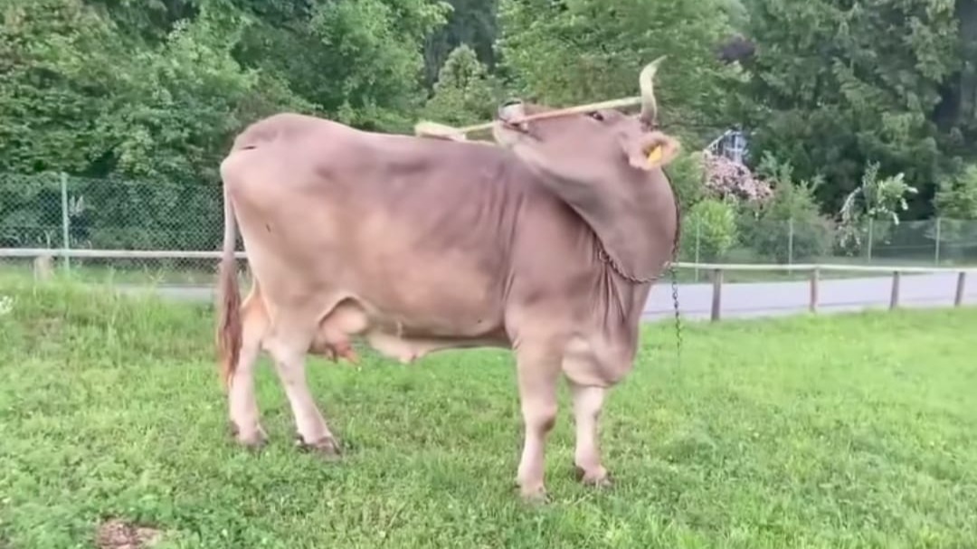 Imagem de destaque: Curiosa e inteligente: vaca surpreende cientistas ao usar vassoura para se coçar