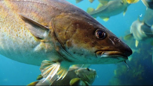 Cabeça de bacalhau: o maior mistério do Brasil