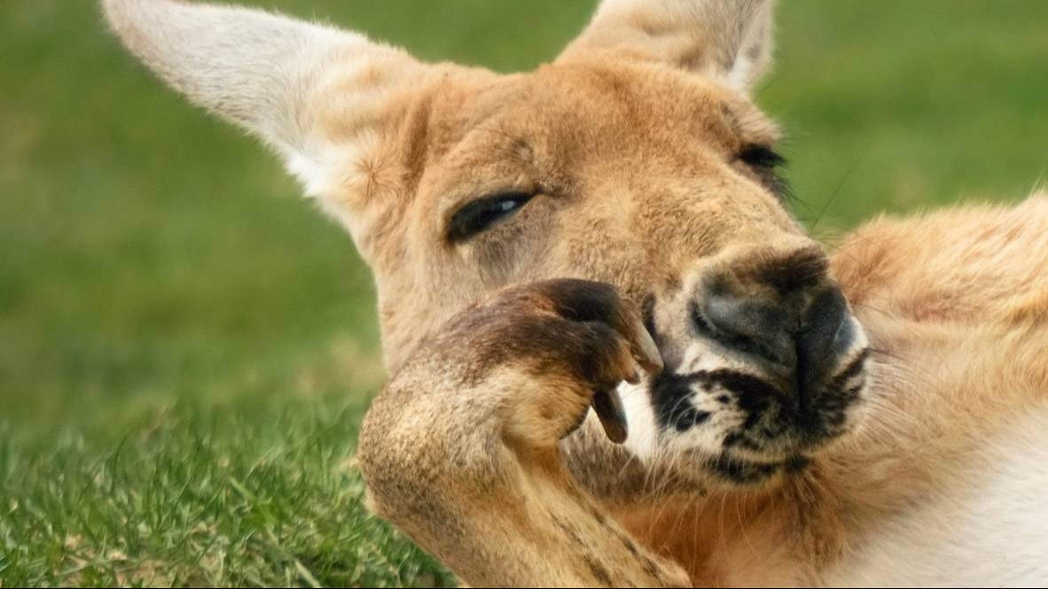 Austrália: um santuário que sua fauna única precisa de atenção global?