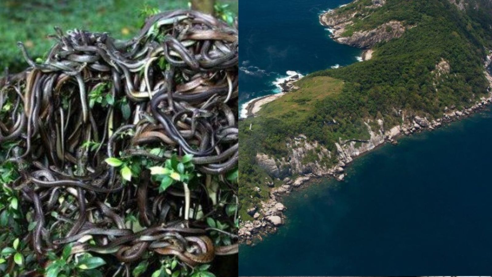 Ilha das Cobras: MrBeast Desafia a Morte no Lugar Mais Mortal do Mundo