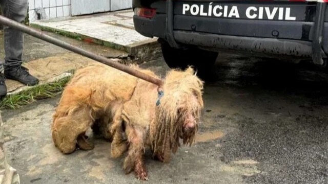 Fortaleza: Mulher Presa por Maus-Tratos a Poodle de 14 Anos Acende Alerta para a Proteção Animal