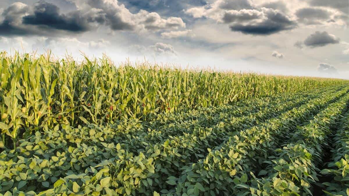 Ceará Une Forças para Garantir Renda a 200 Mil Agricultores em Caso de Perda de Safra