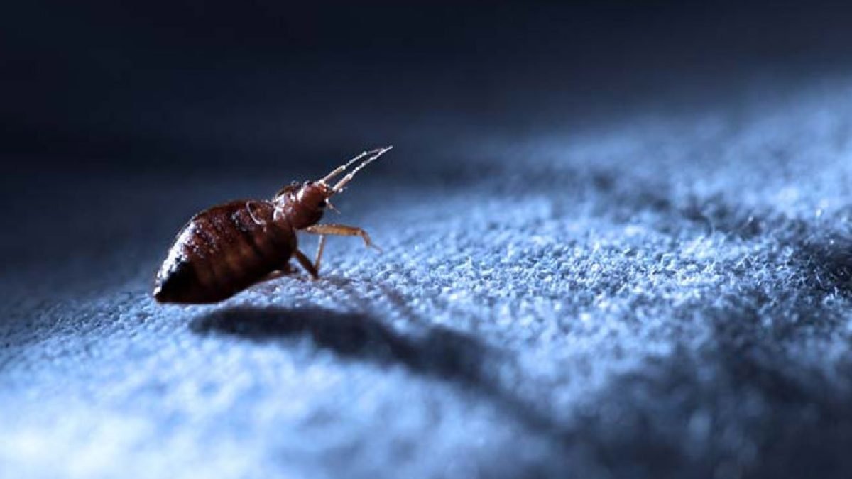 Invasão de Ácaros e Percevejos: Um Risco à Saúde