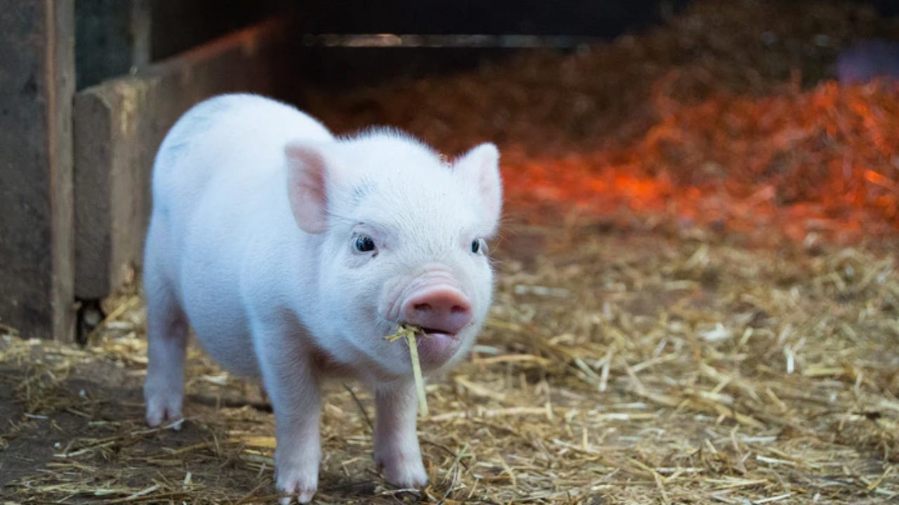 Fígado de porco geneticamente modificado salva vida de paciente em experimento na China