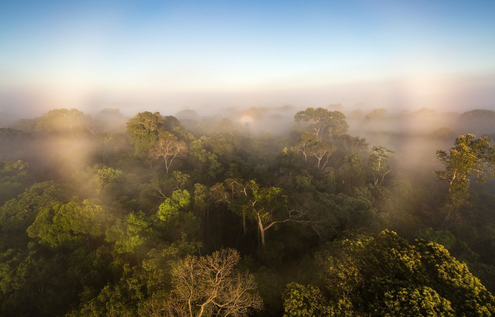 Petrobras e BNDES unem forças para reflorestar Amazônia: R$ 450 milhões em créditos de carbono