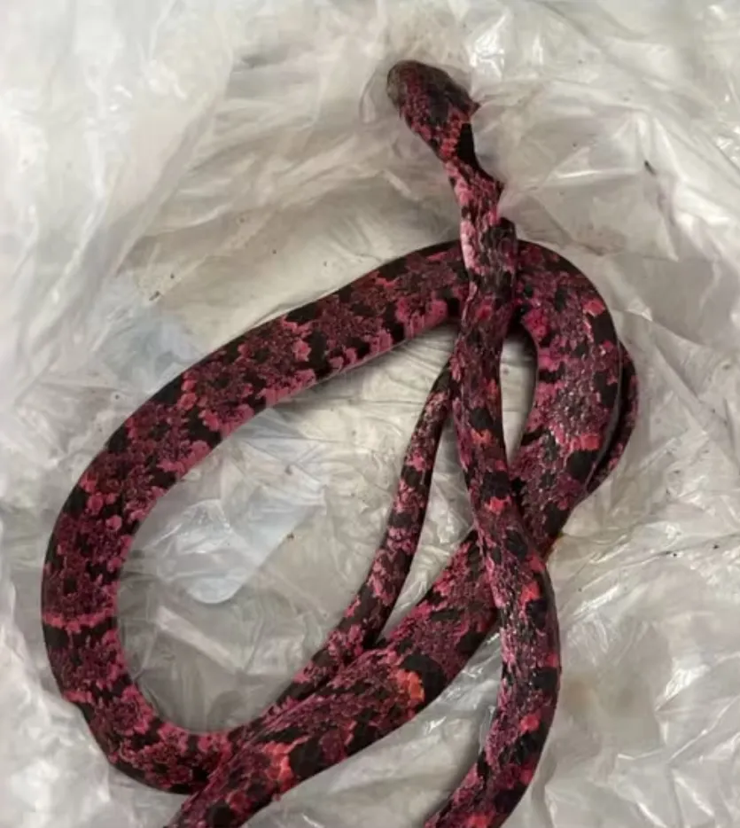 Homem bebe, passa mal e vomita cobra no interior do Ceará