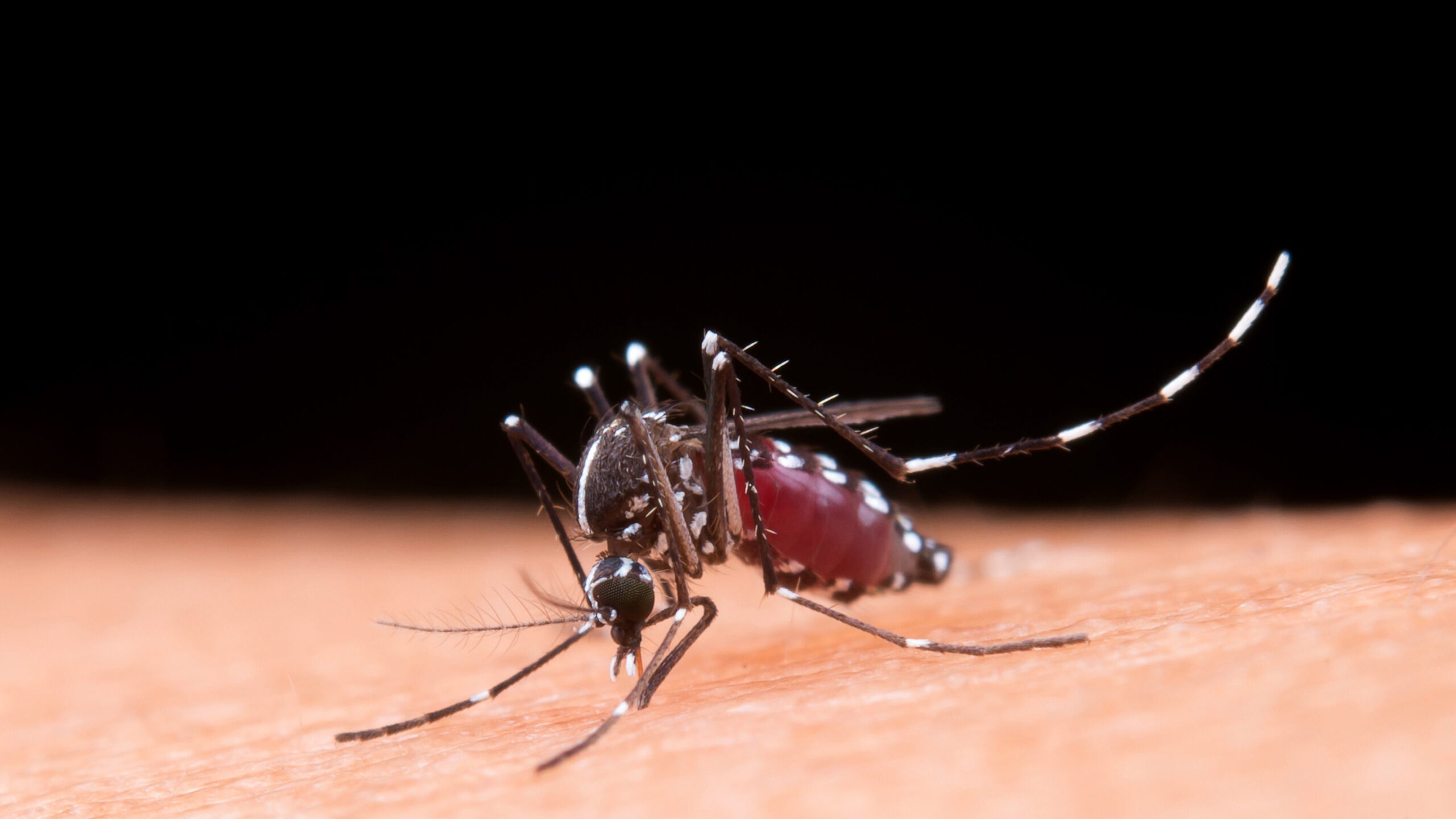 Viamão em Alerta Máximo: Surto de Dengue Declara Estado de Emergência e Mobiliza Ações Urgentes